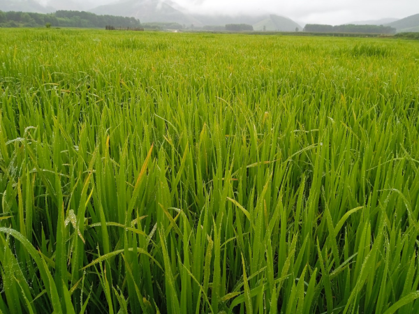 Tuyên truyền phòng trừ bệnh đạo ôn cổ bông gây hại  lúa vụ Xuân 2024 và sâu, bệnh trên cây bưởi Phúc